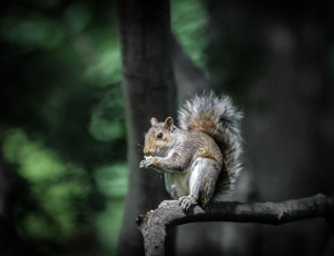 photography of squirrel on tree branch thumbnail